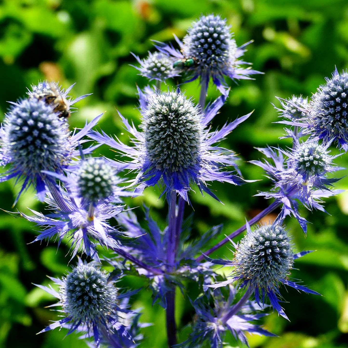 Edler Mannstreu 'Magical Blue Lagoon' (Eryngium planum)