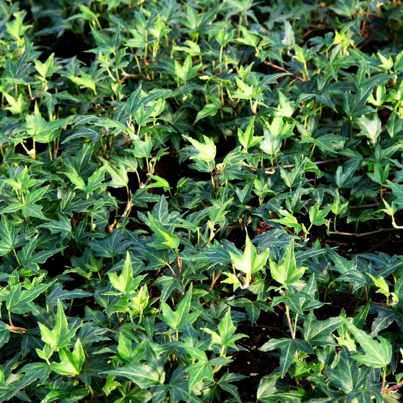 Efeu 'Needlepoint' (Hedera helix)