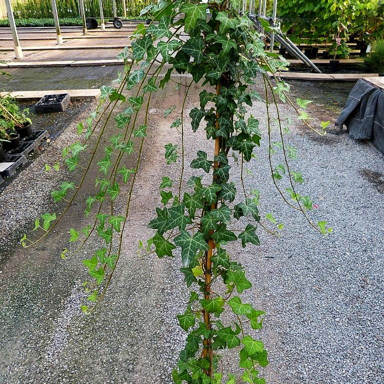 Efeu 'Plattensee' (Hedera helix)