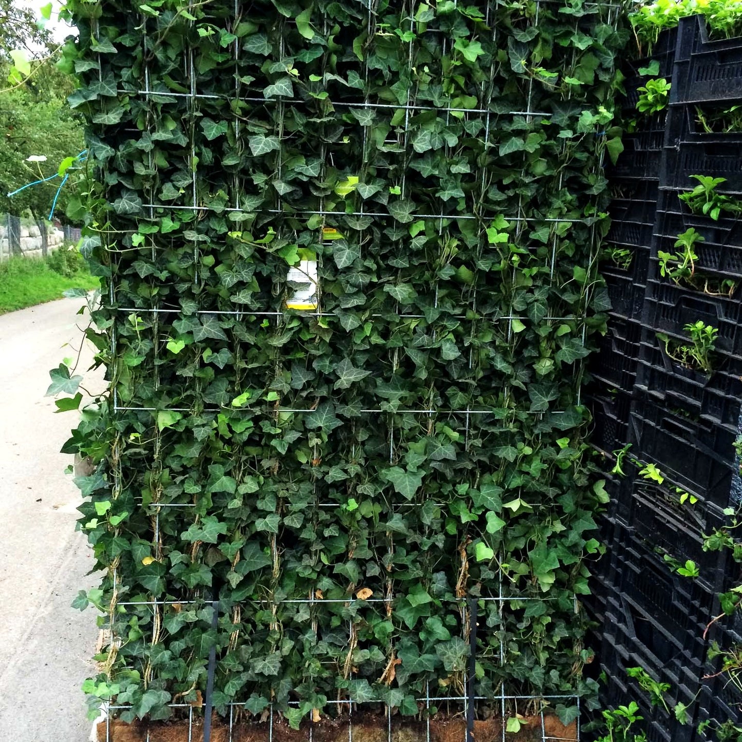 Efeu 'Woerner' (Hedera helix)