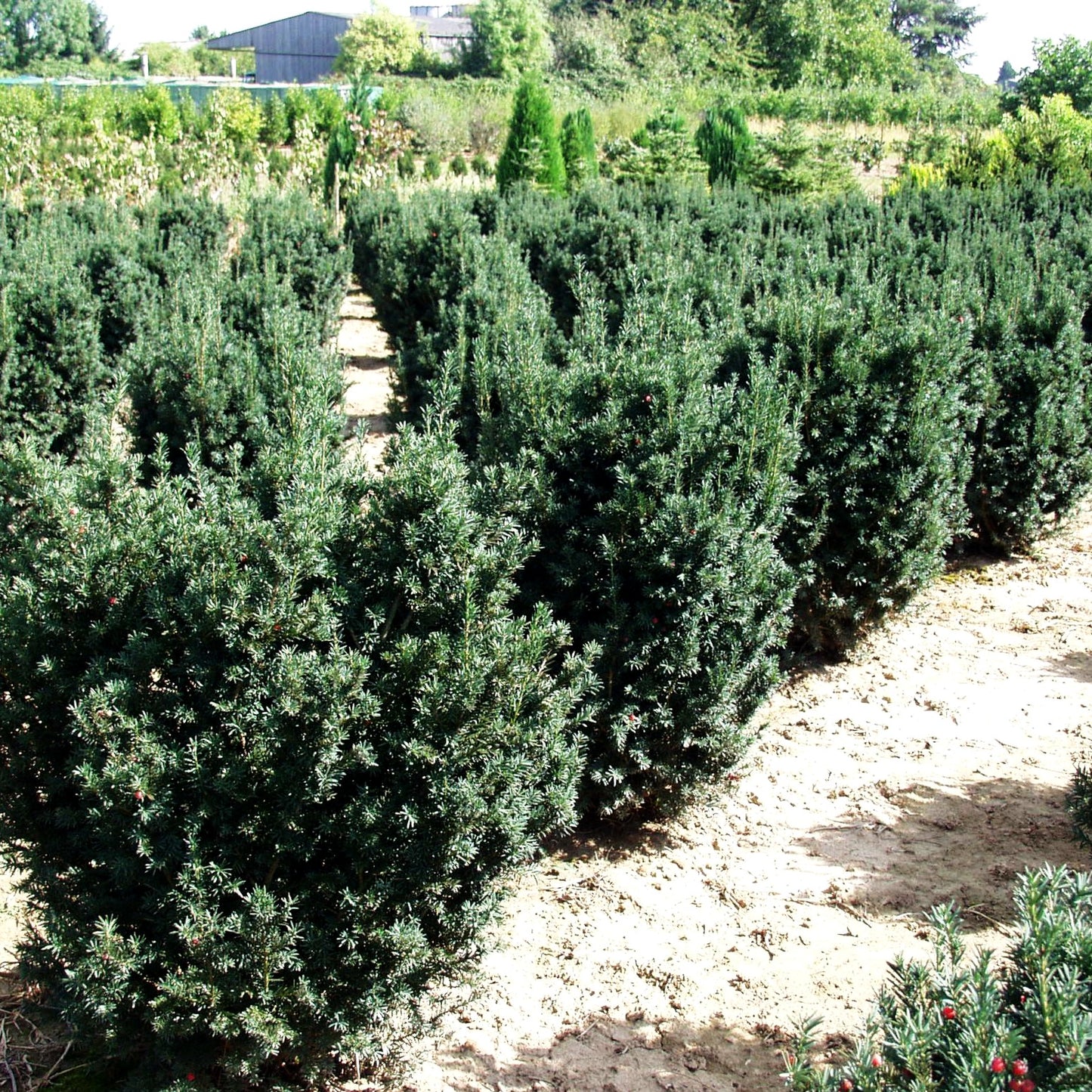 Eibe 'Schwarzgrün' (Taxus baccata)
