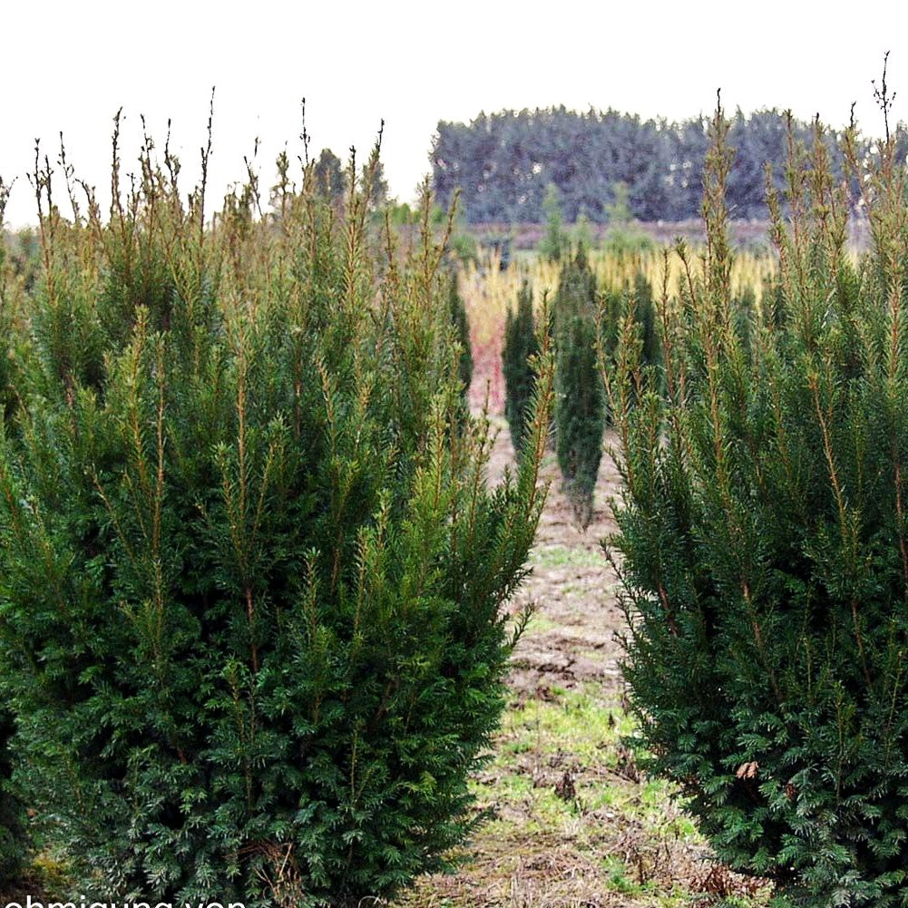 Eibe 'Westerstede' (Taxus baccata)