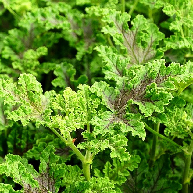 Eichblatt-Pelargonie (Pelargonium quercifolium)