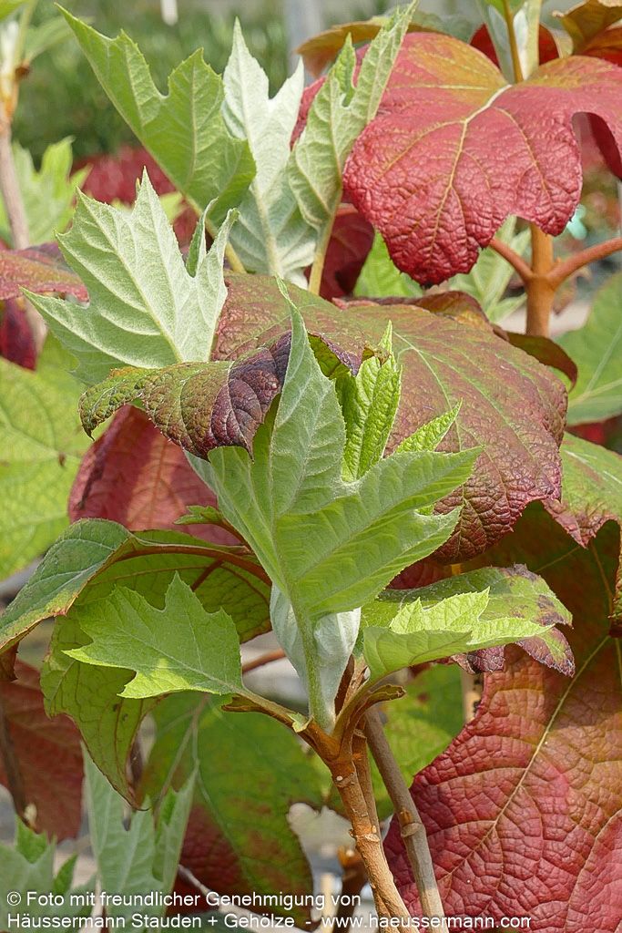 Eichenblättrige Hortensie 'Alice' (Hydrangea quercifolia)