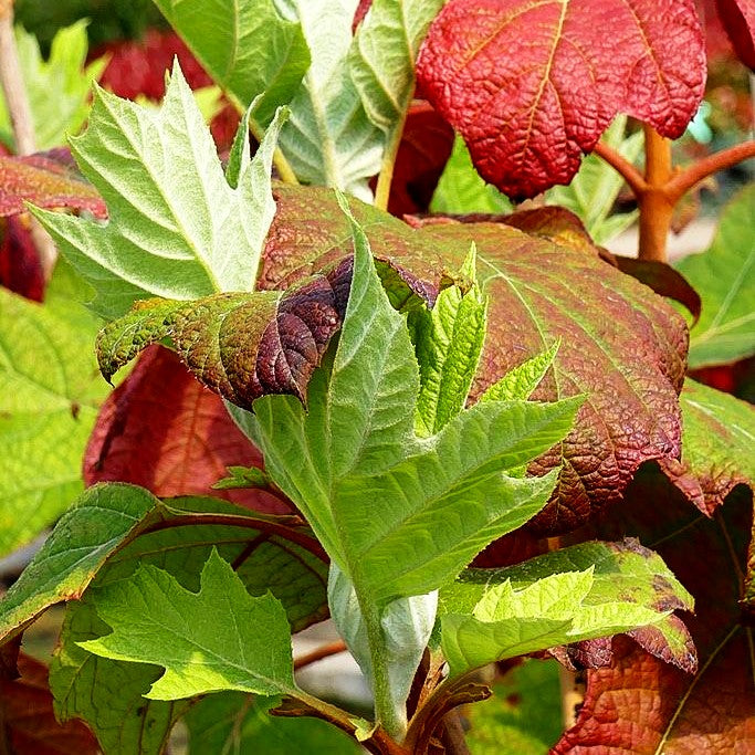 Eichenblättrige Hortensie 'Alice' (Hydrangea quercifolia)