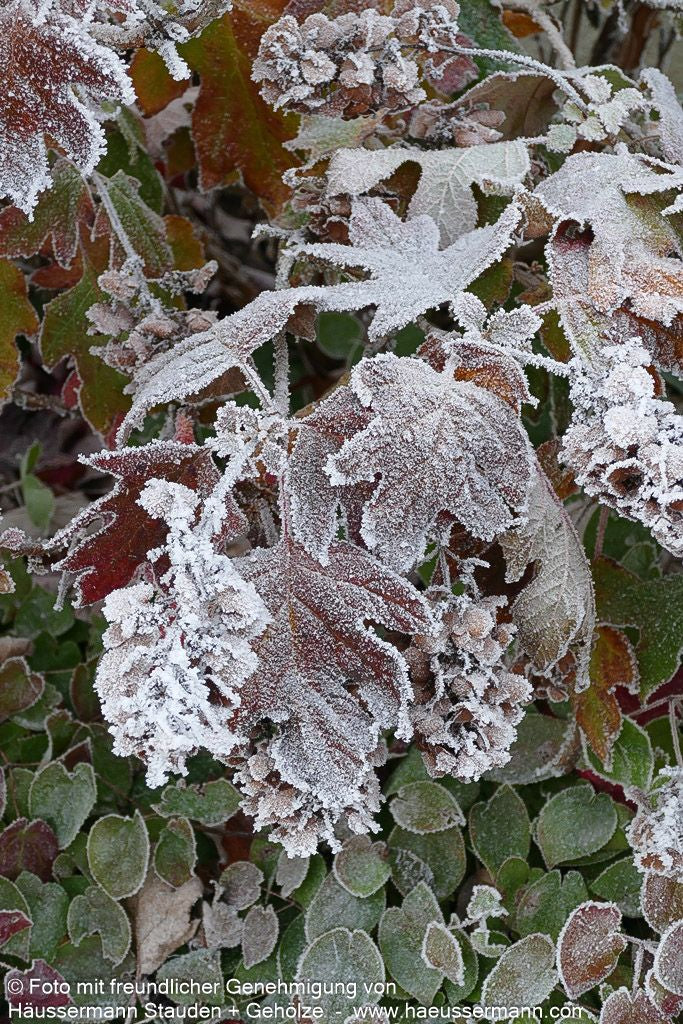 Eichenblättrige Hortensie (Hydrangea quercifolia)