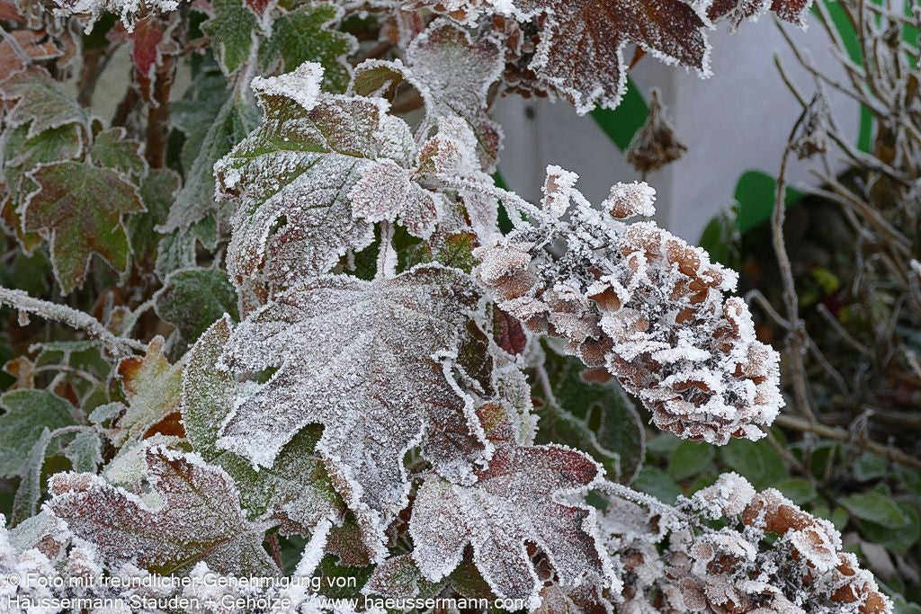Eichenblättrige Hortensie (Hydrangea quercifolia)