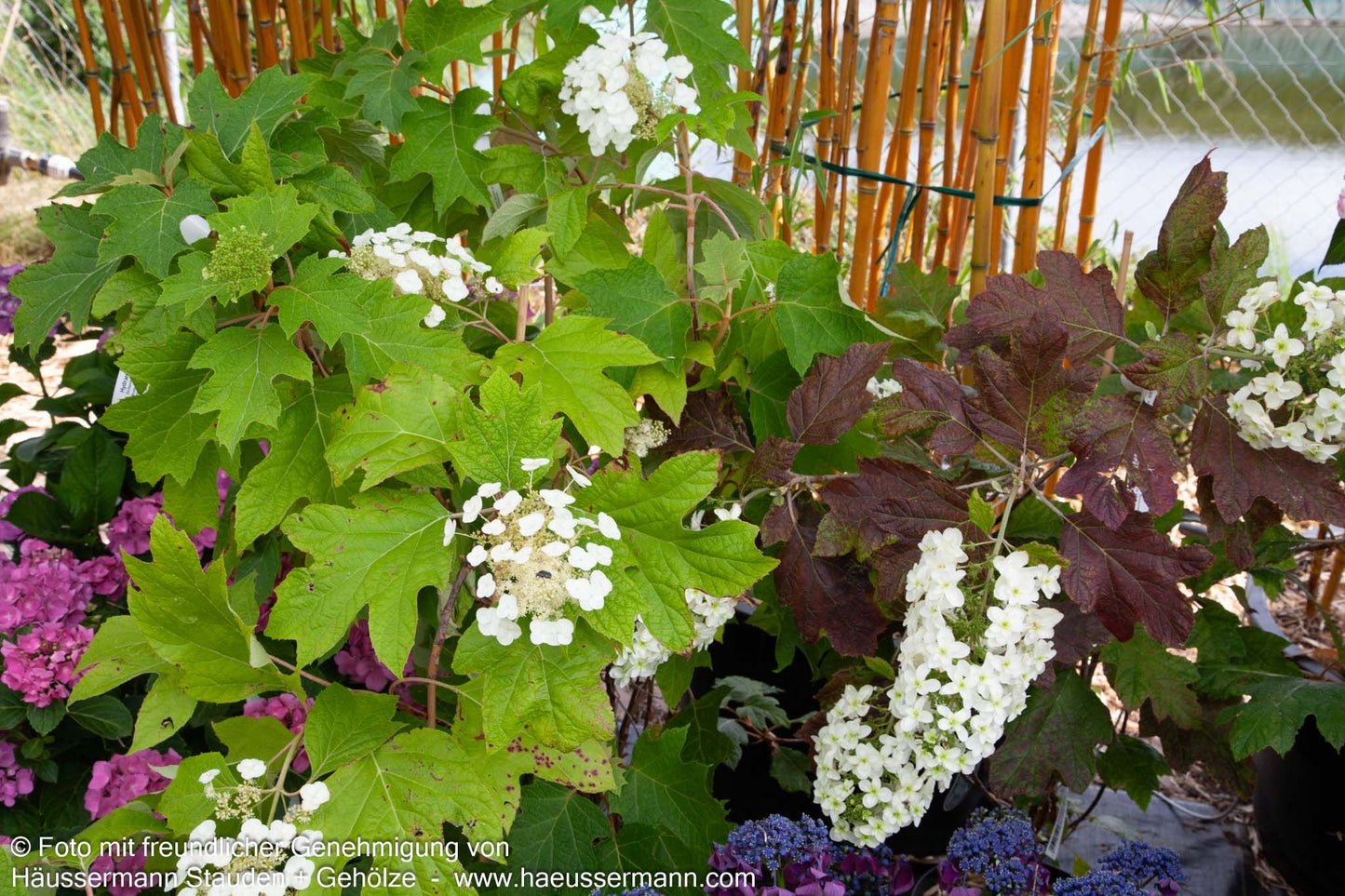 Eichenblättrige Hortensie (Hydrangea quercifolia)