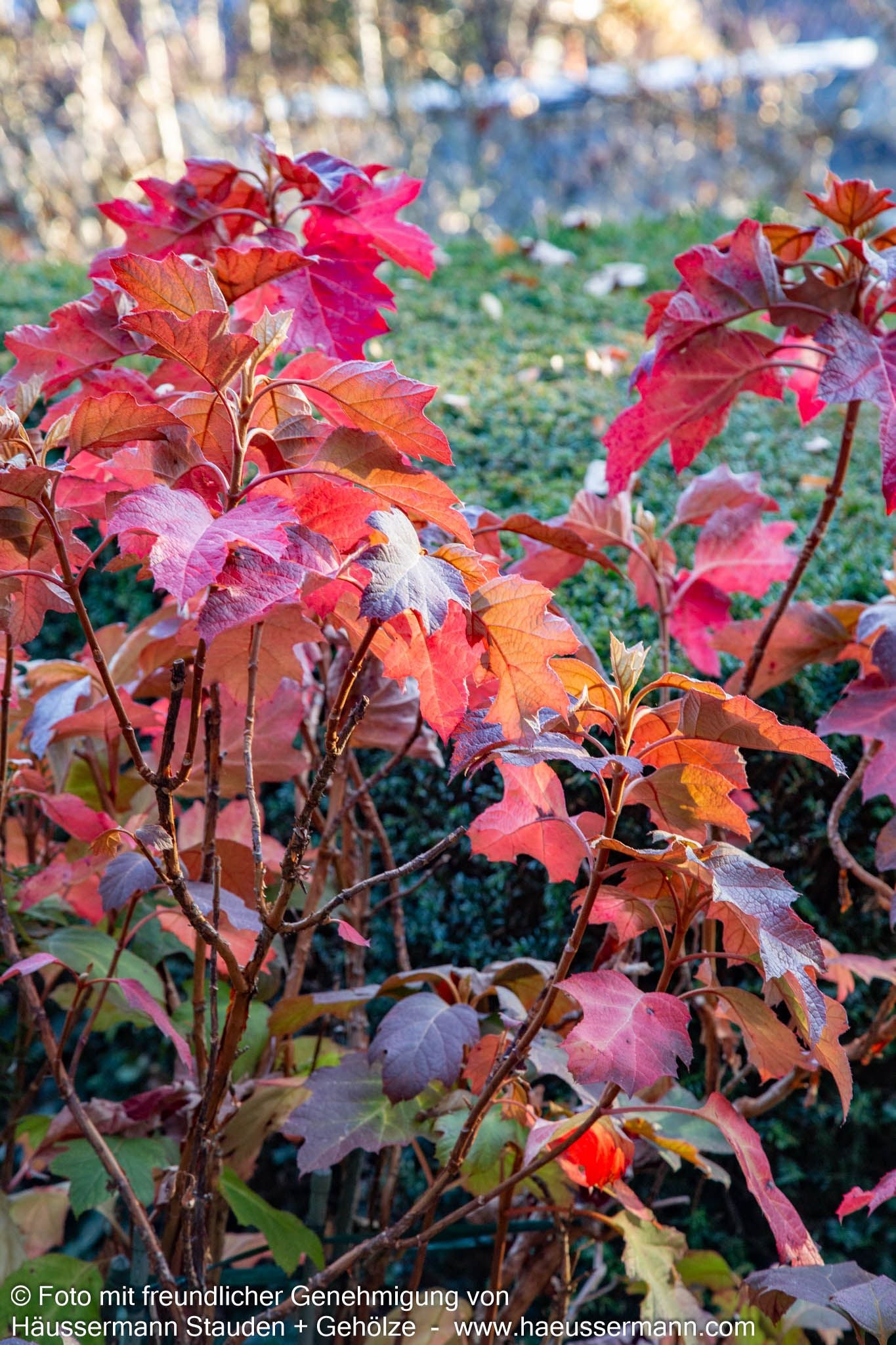 Eichenblättrige Hortensie (Hydrangea quercifolia)