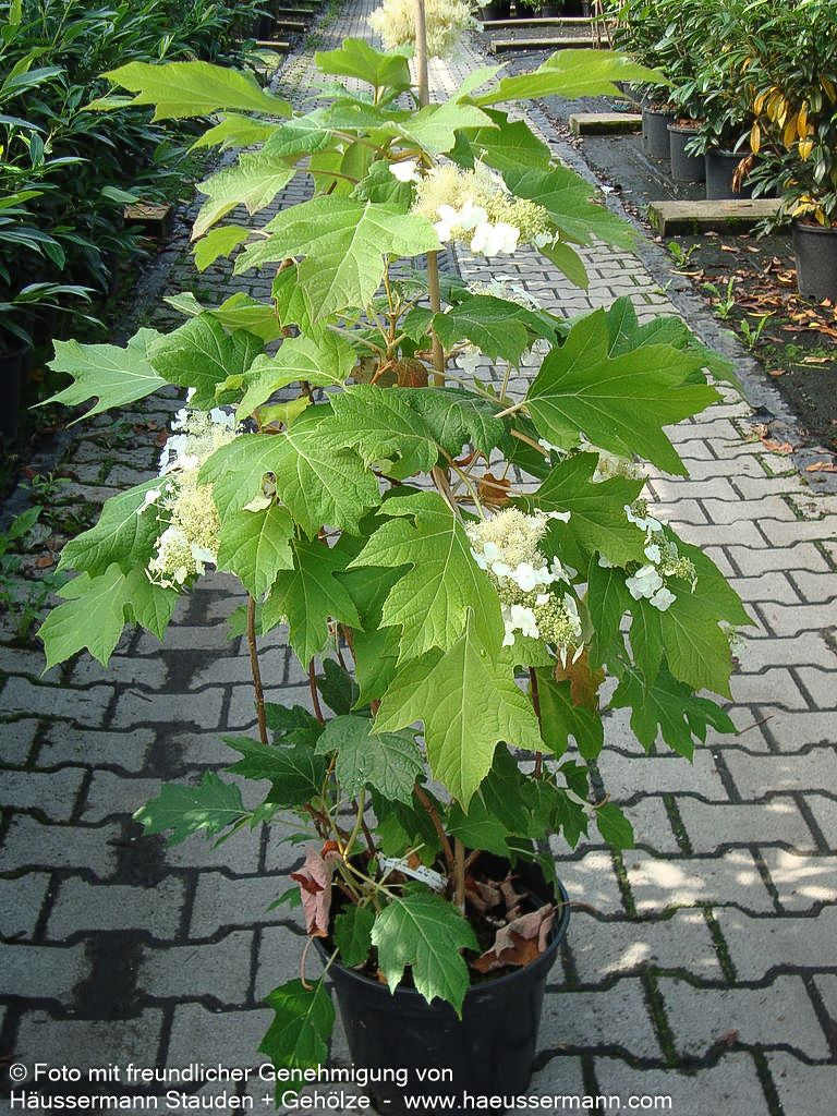 Eichenblättrige Hortensie (Hydrangea quercifolia)
