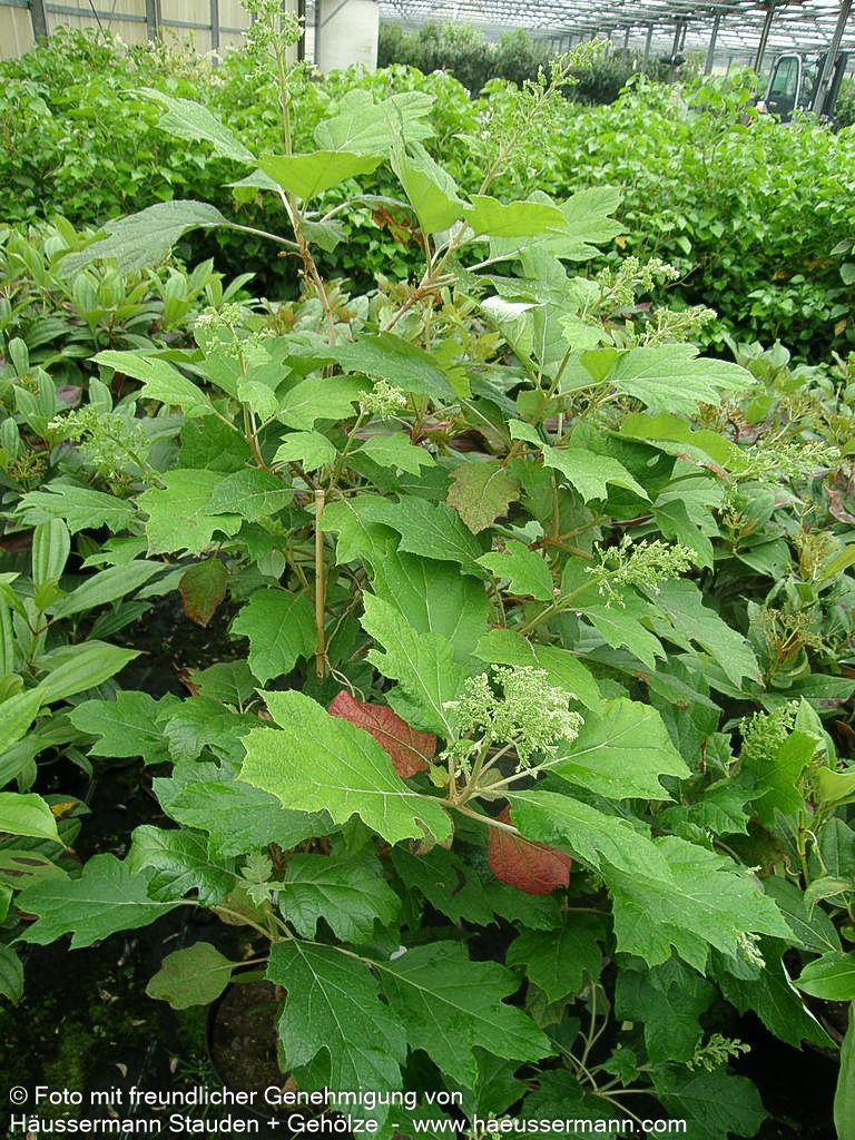 Eichenblättrige Hortensie (Hydrangea quercifolia)