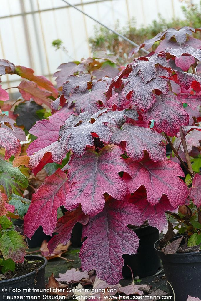 Eichenblättrige Hortensie 'Ruby Slippers' (Hydrangea quercifolia)
