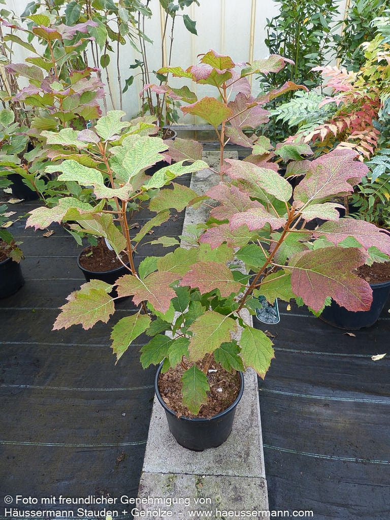 Eichenblättrige Hortensie 'Snowflake' (Hydrangea quercifolia)