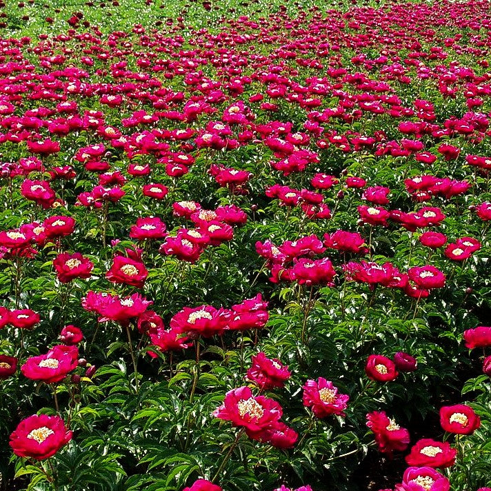 Einfachblühende Pfingstrose 'Suruga' (Paeonia lactiflora)