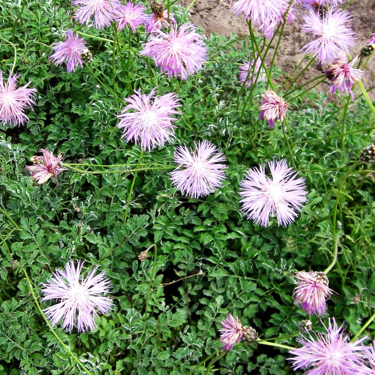 Einfache Kissen-Flockenblume (Centaurea simplicicaulis)