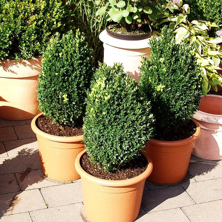 Einfassungs-Buchsbaum 'Suffruticosa' (Buxus sempervirens)