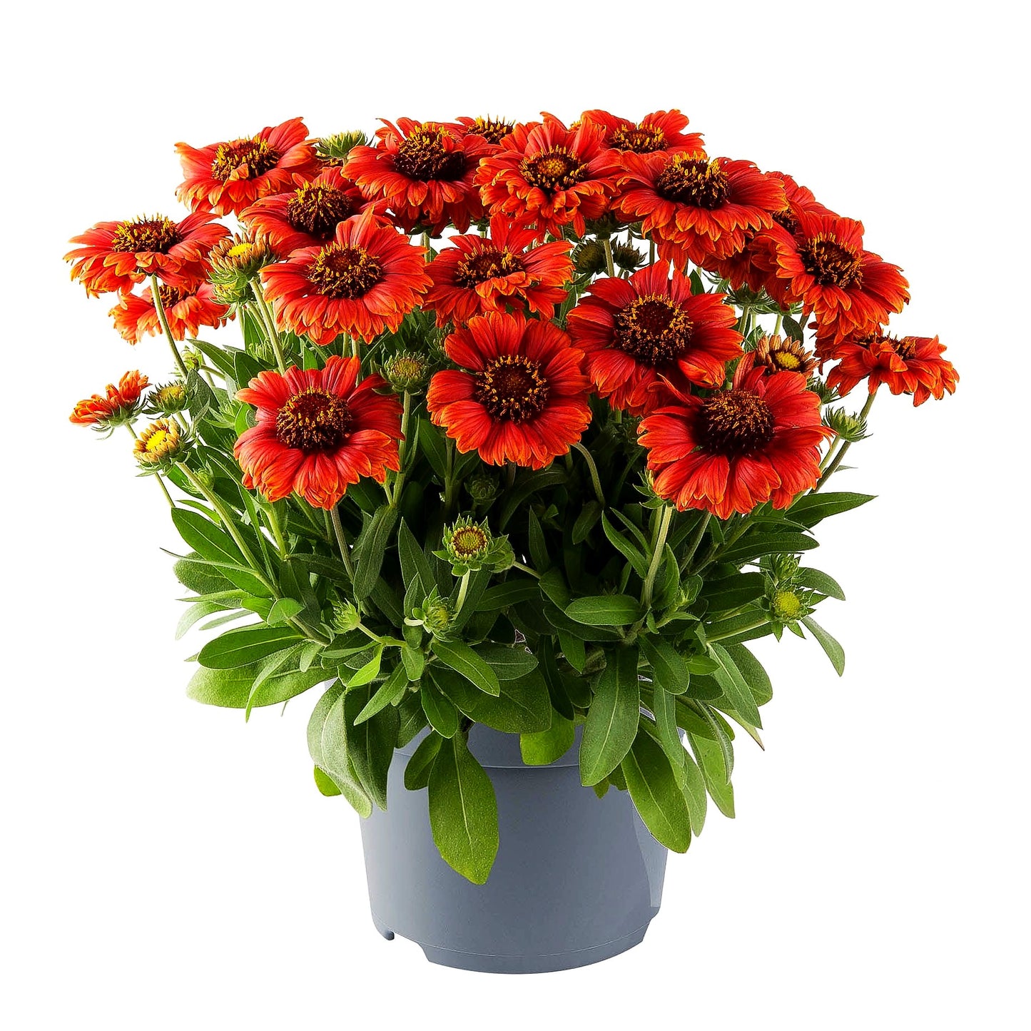 Einjährige Kokardenblume 'Guapa Red' (Gaillardia aristata)