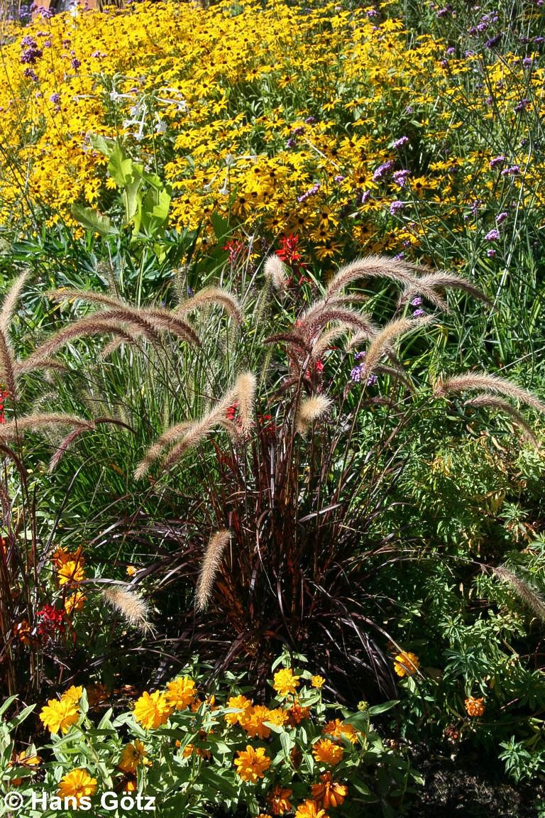 Einjähriges Federborstengras 'Rubrum' (Pennisetum advena)
