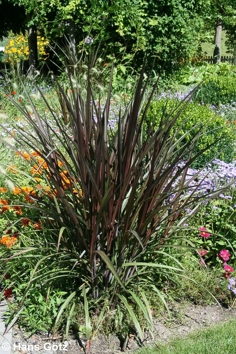 Einjähriges Federborstengras 'Rubrum' (Pennisetum advena)