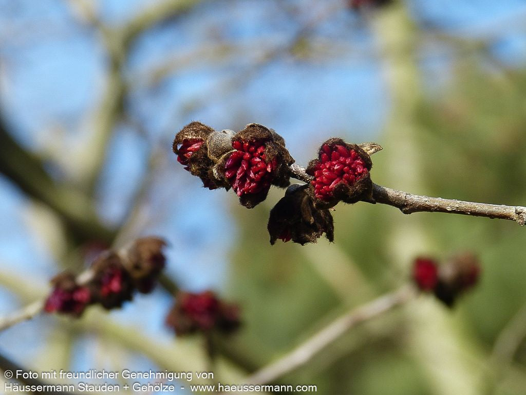 Eisenholzbaum (Parrotia persica)