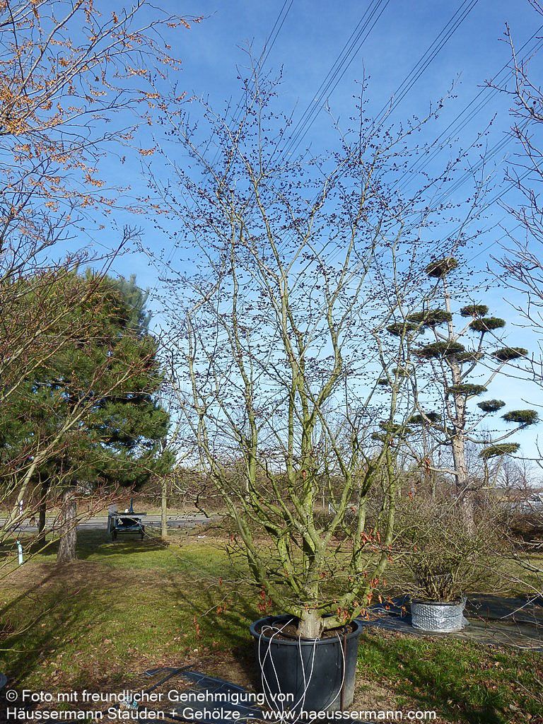 Eisenholzbaum (Parrotia persica)
