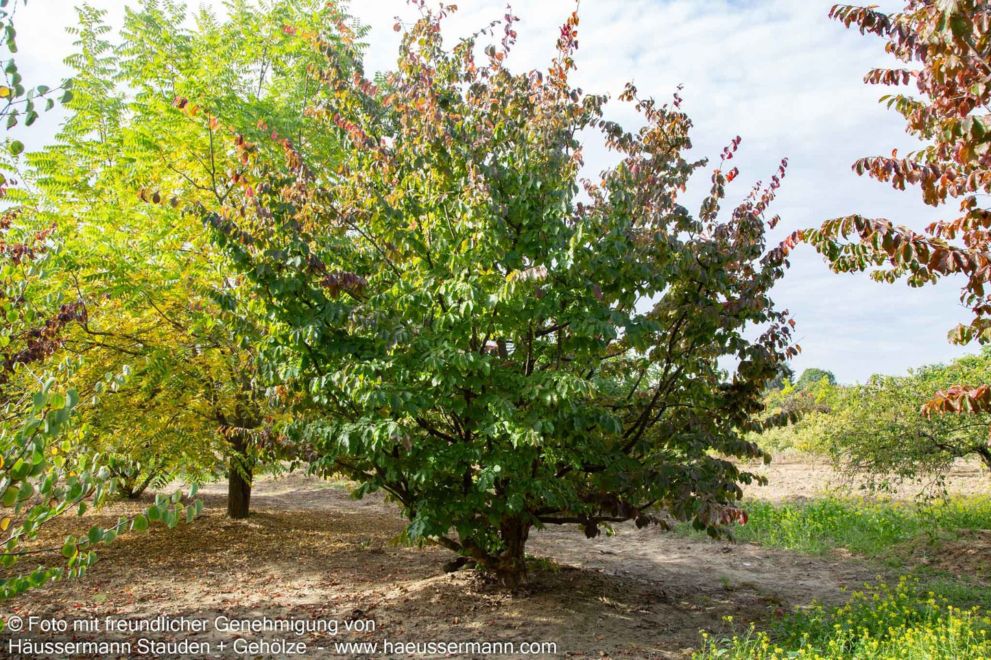 Eisenholzbaum (Parrotia persica)