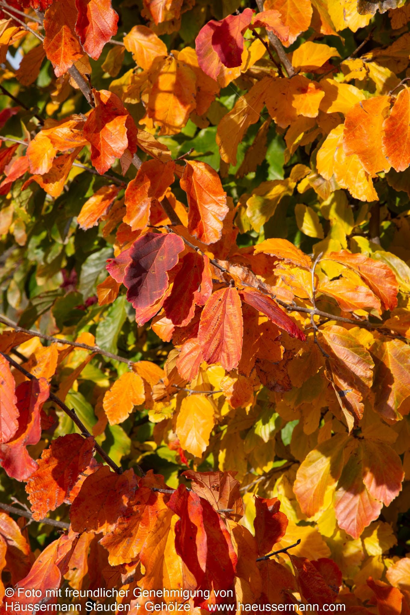 Eisenholzbaum (Parrotia persica)