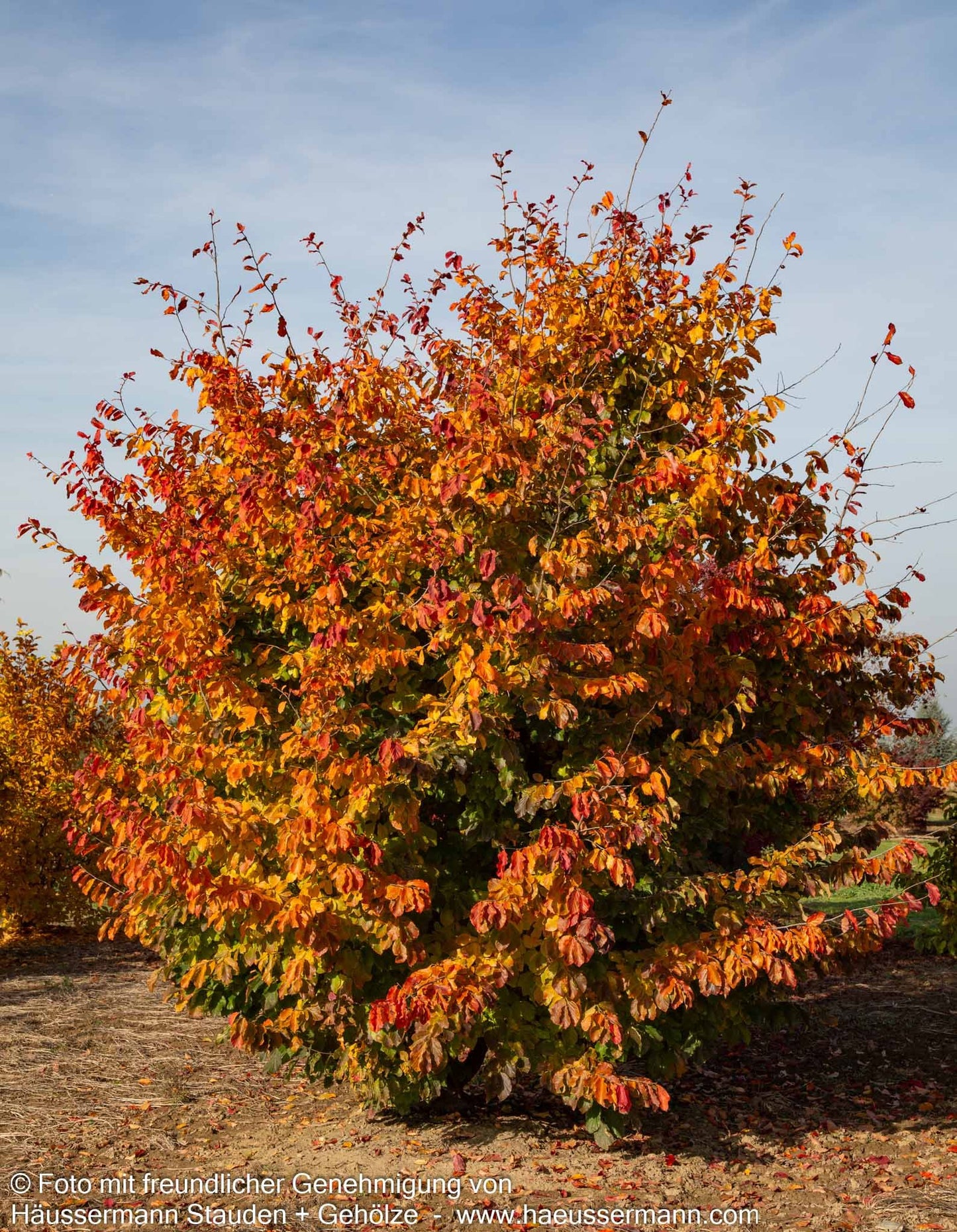 Eisenholzbaum (Parrotia persica)