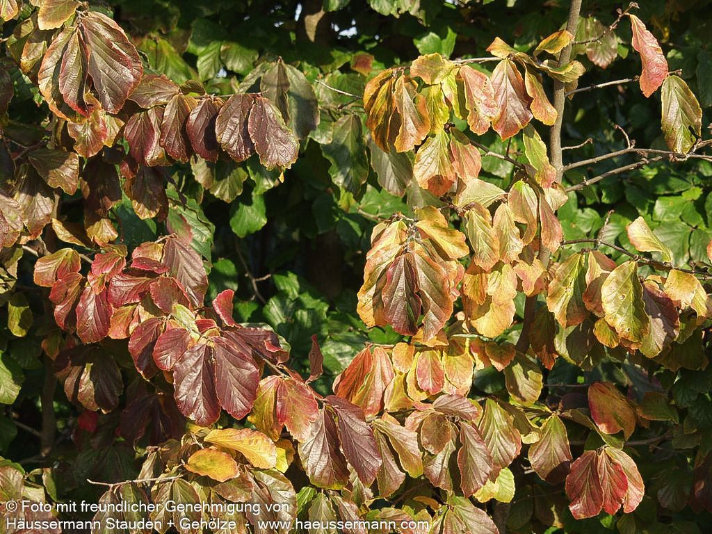 Eisenholzbaum (Parrotia persica)