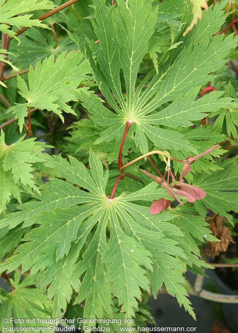 Eisenhutblättriger Japan-Ahorn 'Aconitifolium' (Acer japonicum)