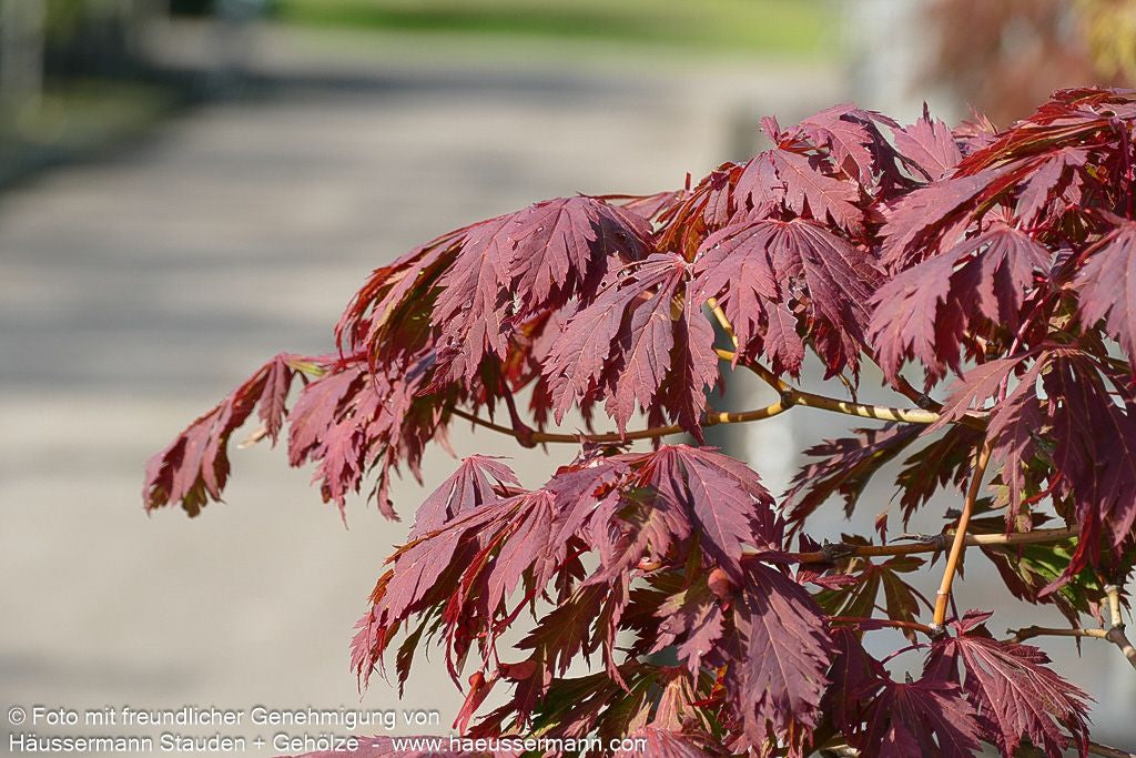 Eisenhutblättriger Japan-Ahorn 'Aconitifolium' (Acer japonicum)