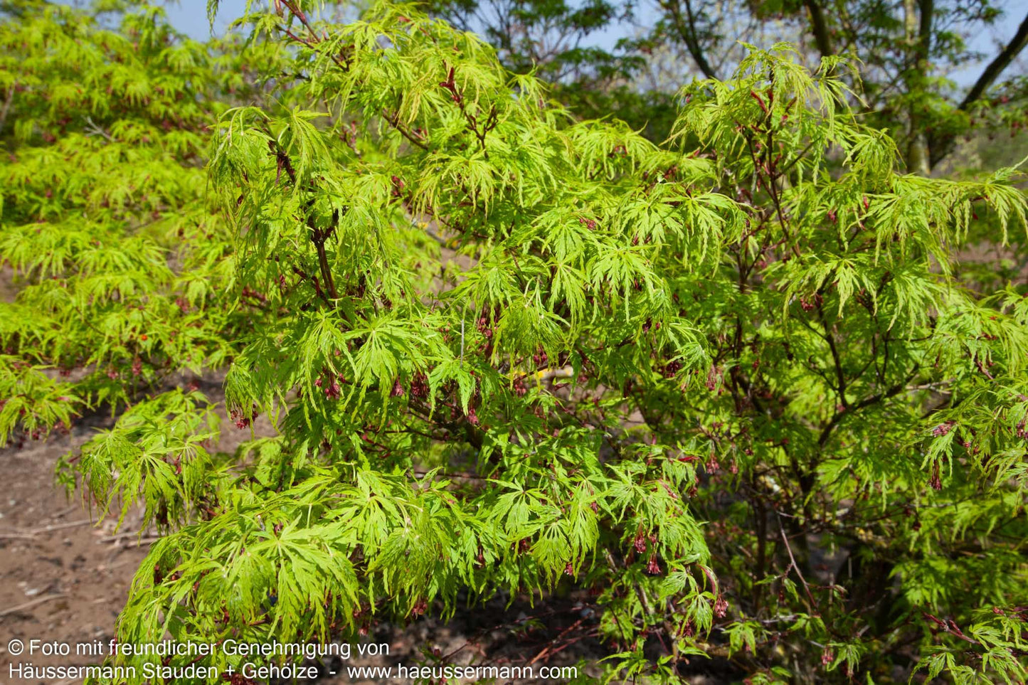 Eisenhutblättriger Japan-Ahorn 'Aconitifolium' (Acer japonicum)