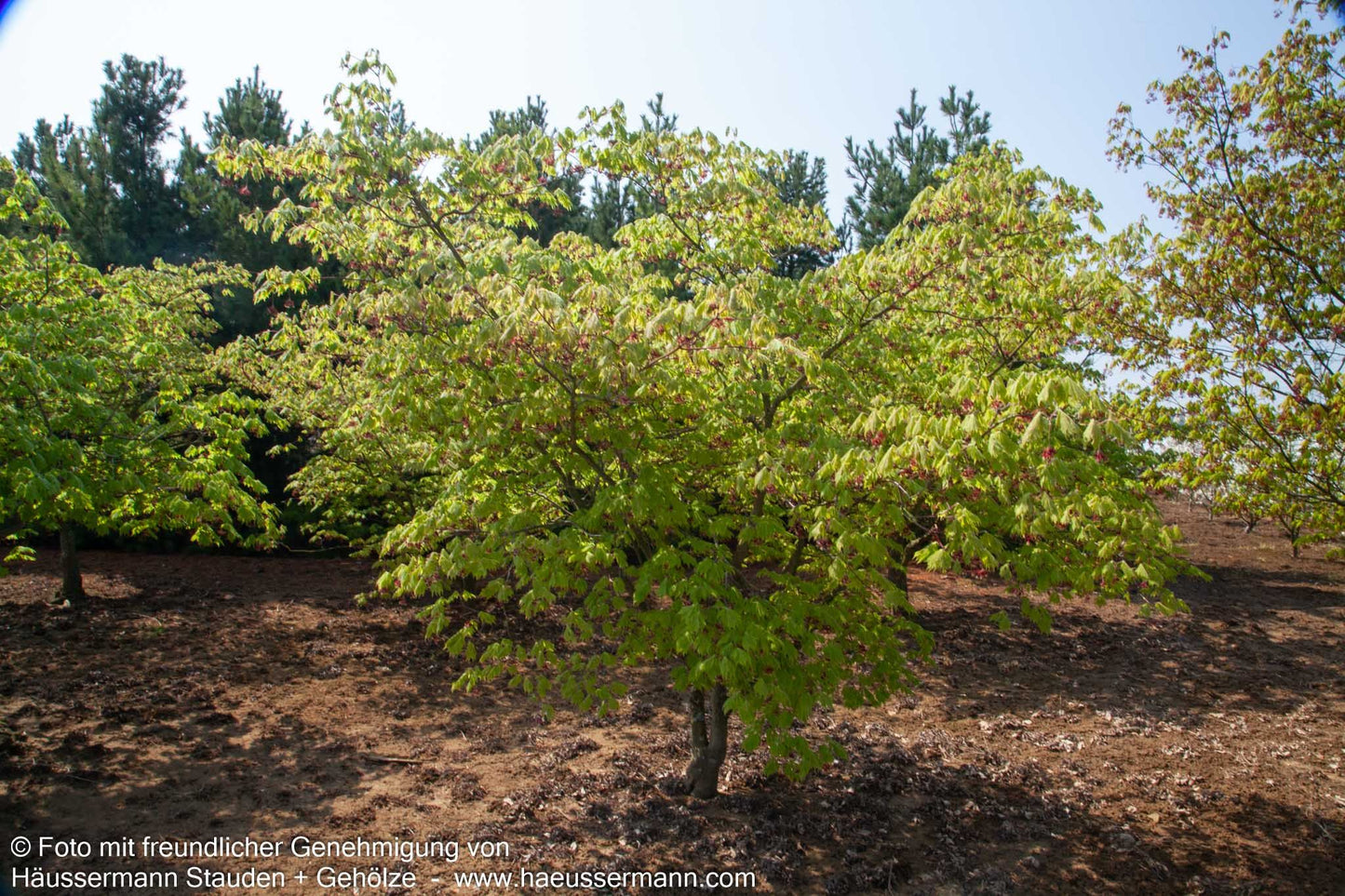 Eisenhutblättriger Japan-Ahorn 'Aconitifolium' (Acer japonicum)