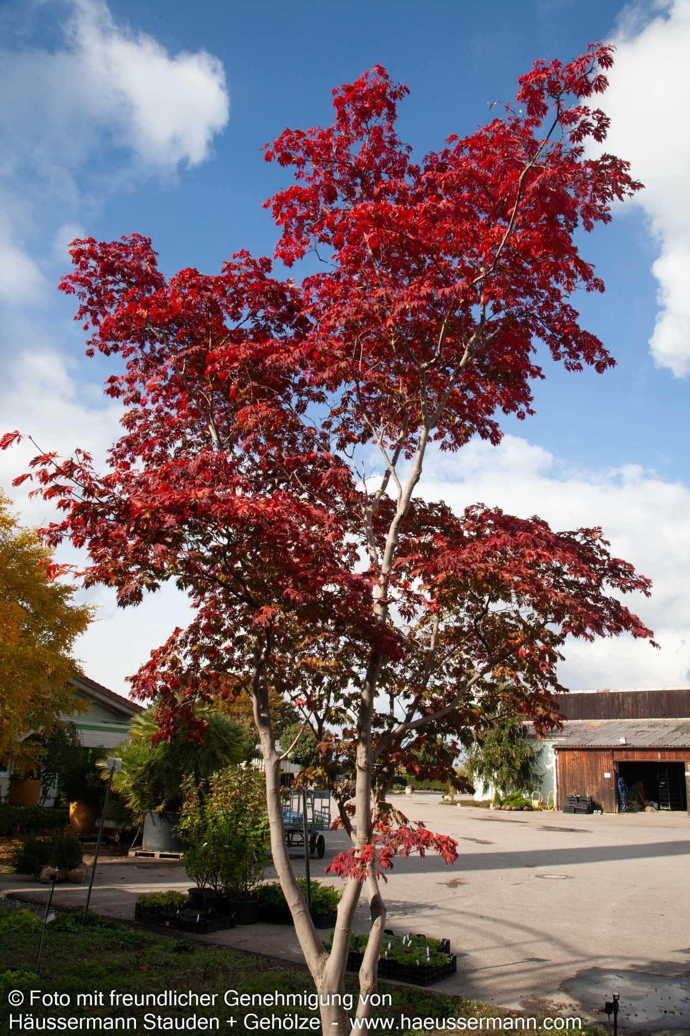 Eisenhutblättriger Japan-Ahorn 'Aconitifolium' (Acer japonicum)