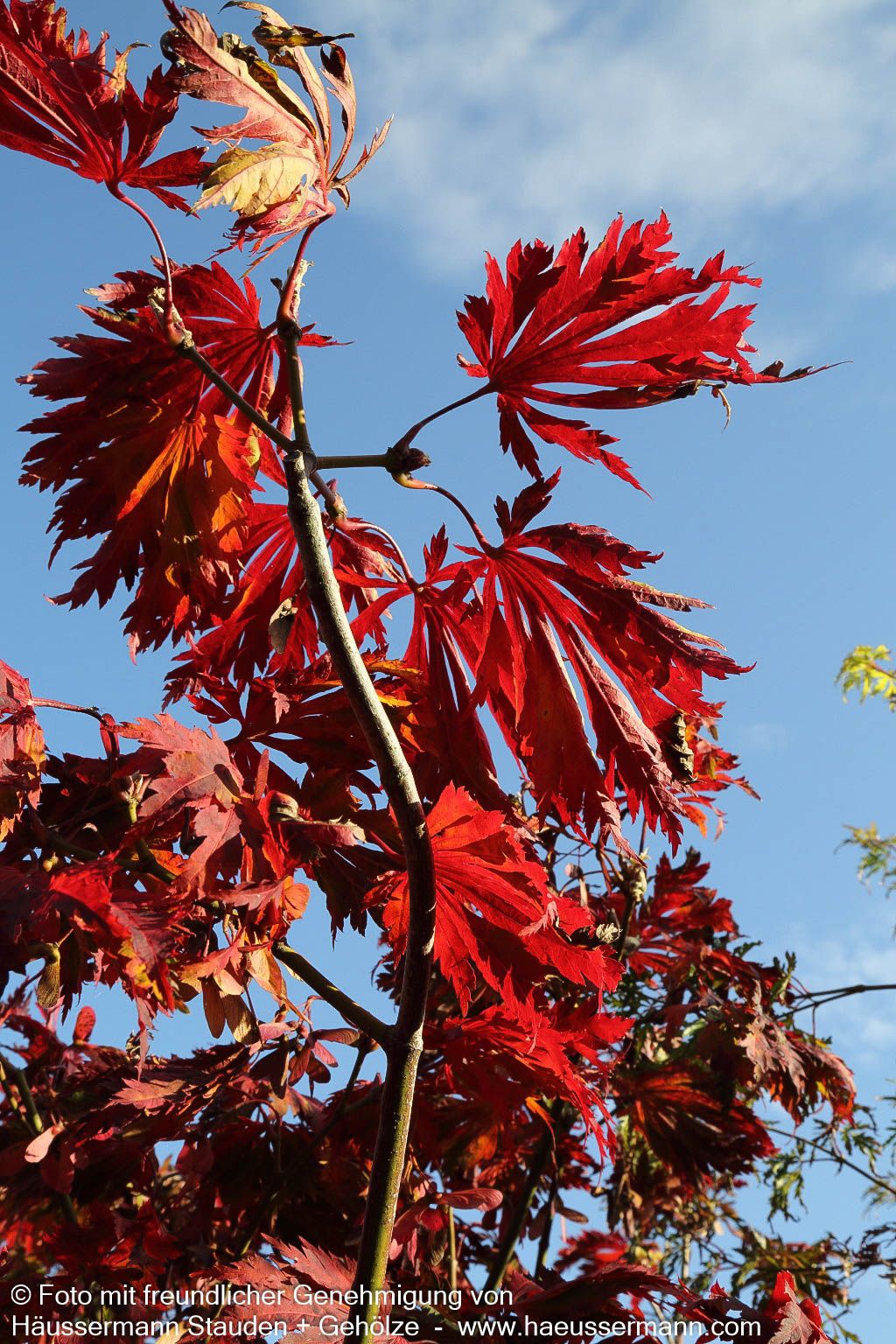 Eisenhutblättriger Japan-Ahorn 'Aconitifolium' (Acer japonicum)