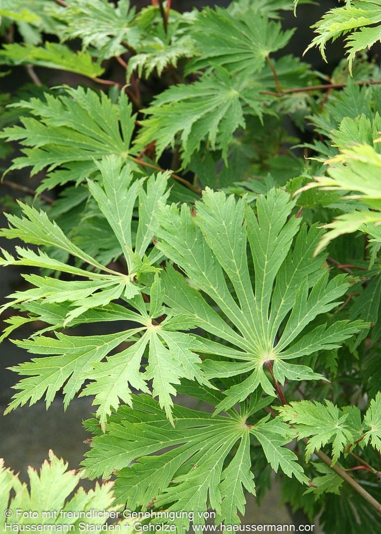 Eisenhutblättriger Japan-Ahorn 'Aconitifolium' (Acer japonicum)