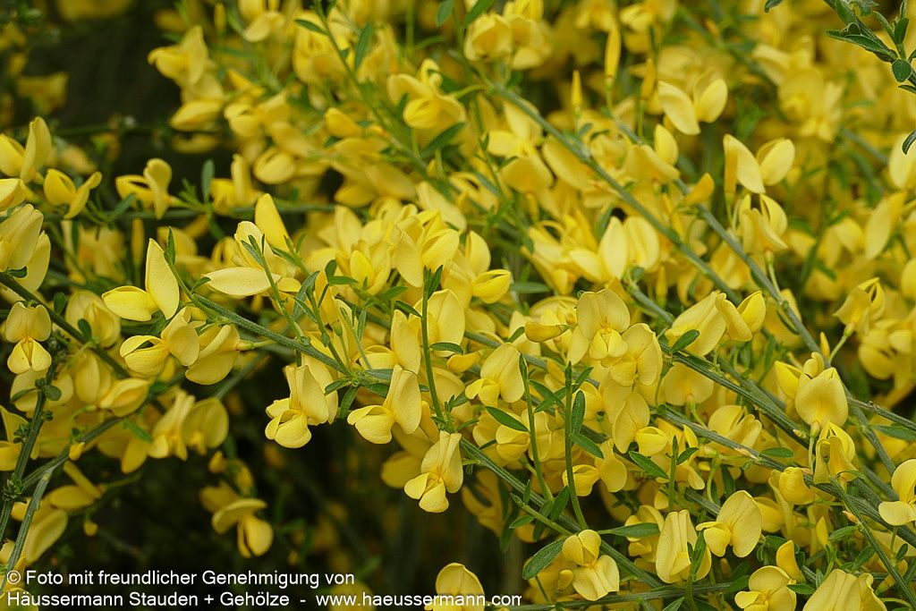 Elfenbein-Ginster 'Allgold' (Cytisus praecox)