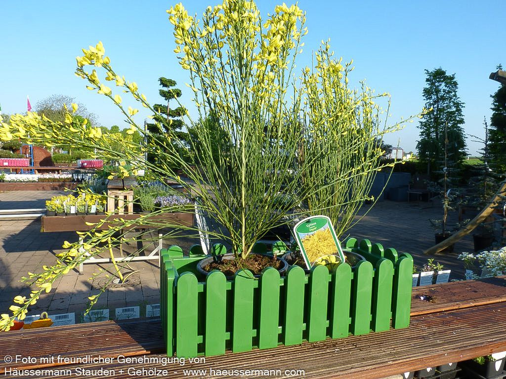 Elfenbein-Ginster 'Allgold' (Cytisus praecox)