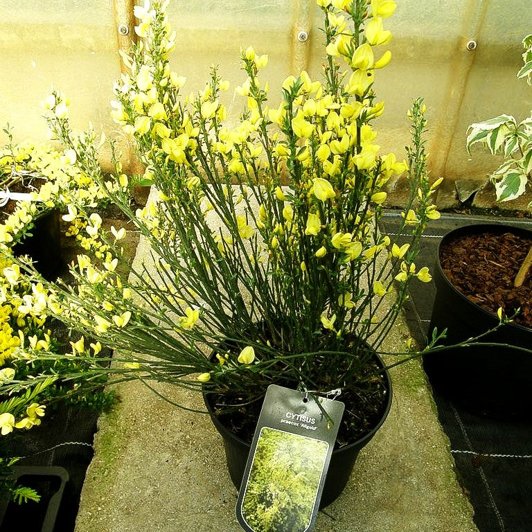 Elfenbein-Ginster 'Allgold' (Cytisus praecox)