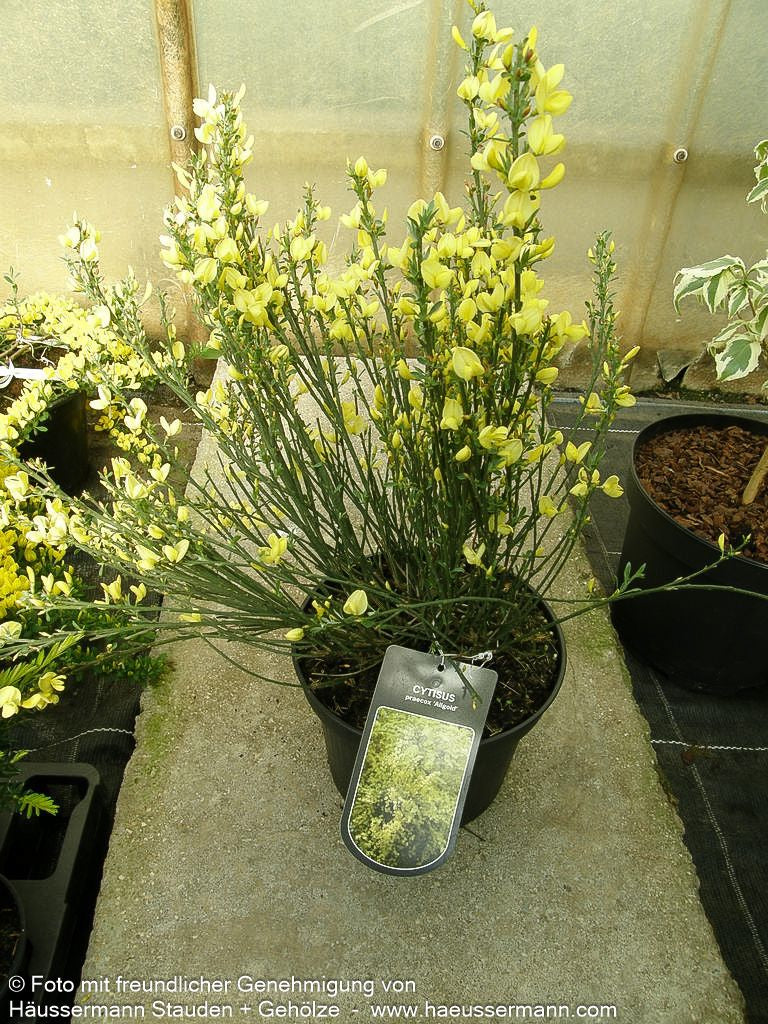 Elfenbein-Ginster 'Allgold' (Cytisus praecox)