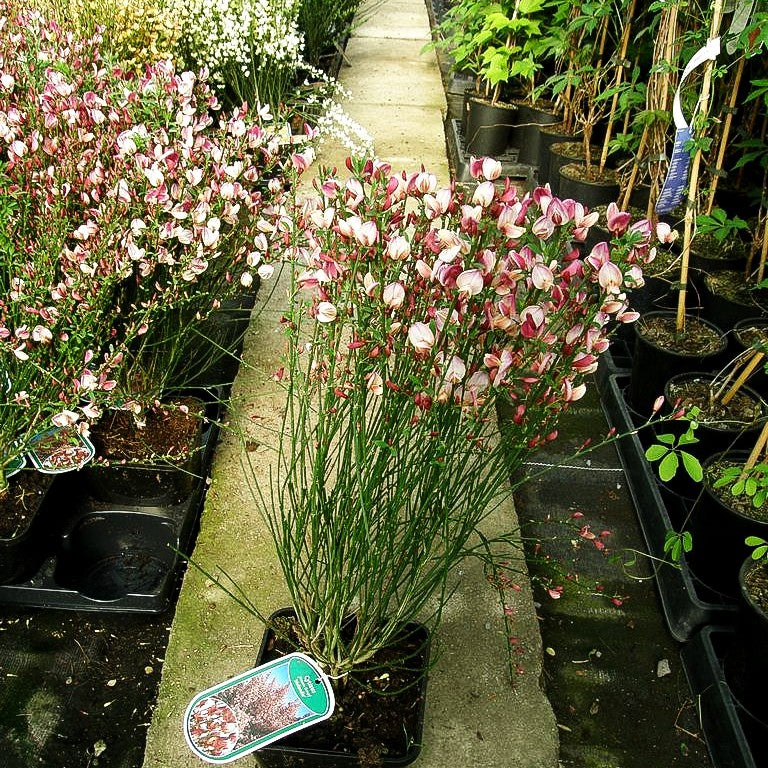 Elfenbein-Ginster 'Hollandia' (Cytisus praecox)