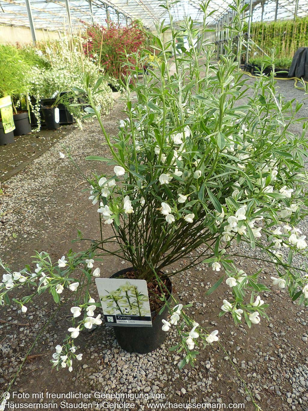 Elfenbein-Ginster 'White Lion' (Cytisus praecox)