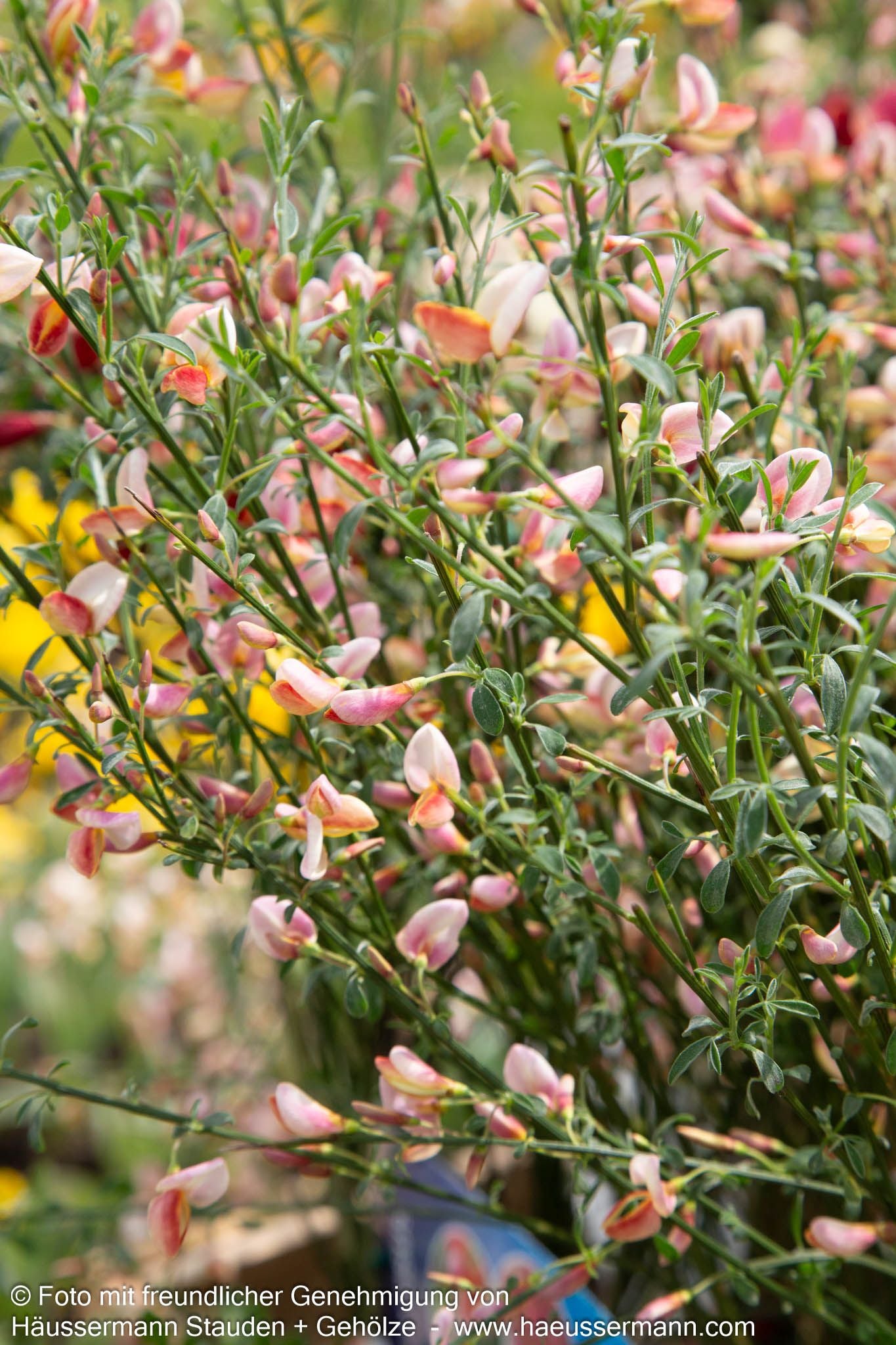 Elfenbein-Ginster 'Zeelandia' (Cytisus praecox)
