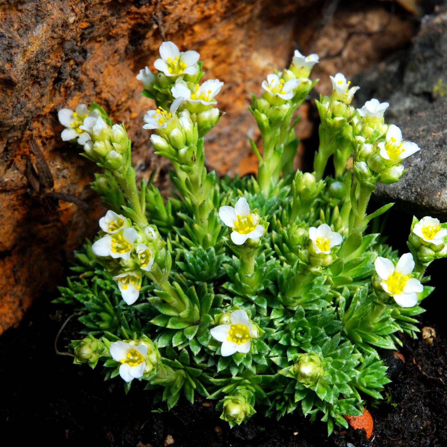 Elfenbein-Steinbrech 'Alba' (Saxifraga x apiculata)