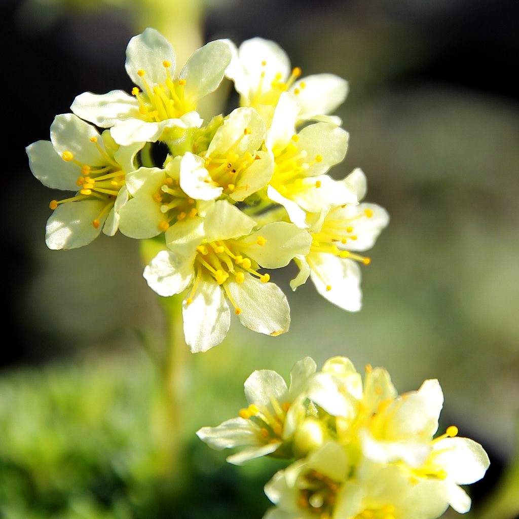 Elfenbein-Steinbrech 'Gregor Mendel' (Saxifraga x apiculata)