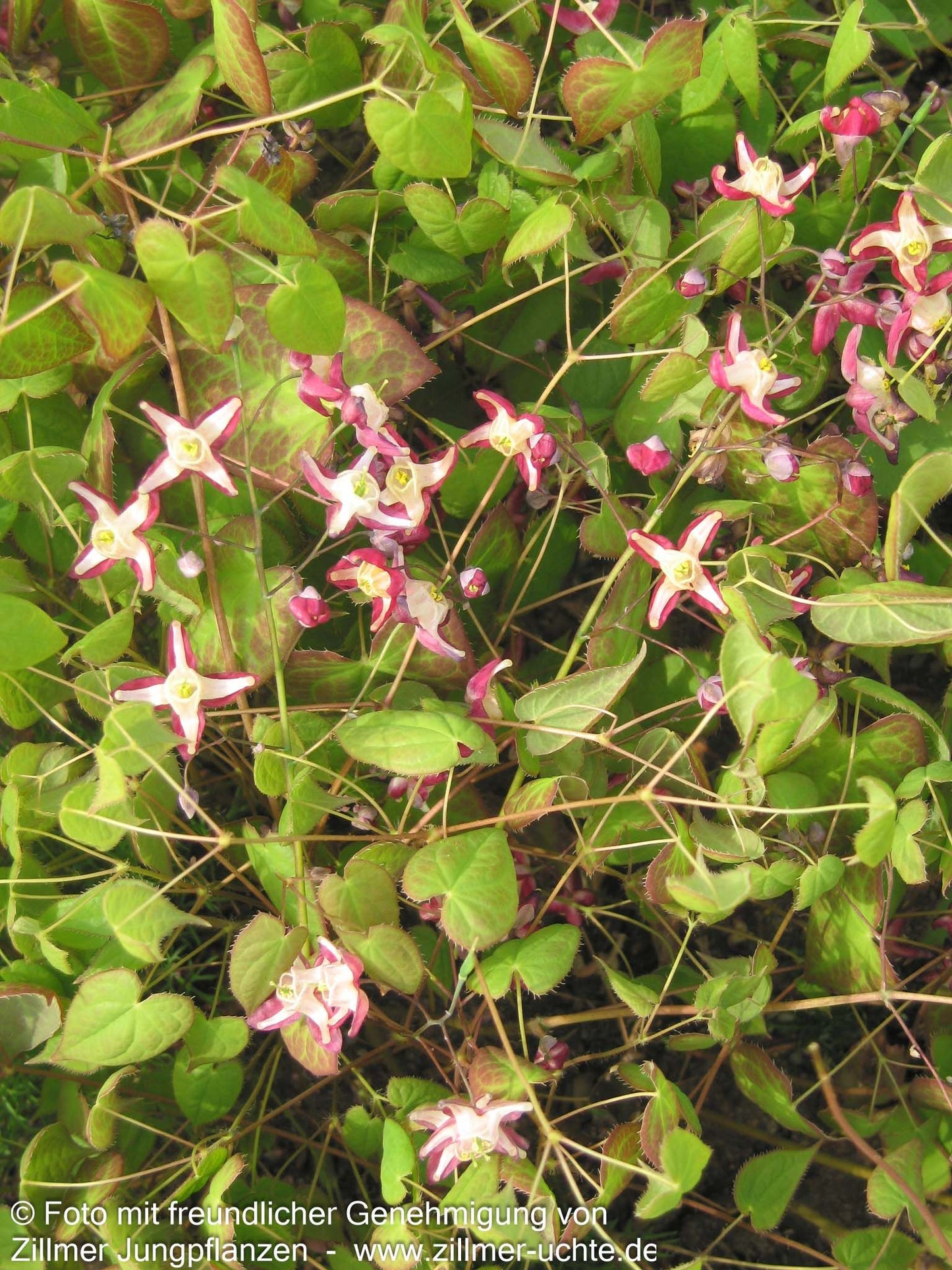 Elfenblume (Epimedium x rubrum)