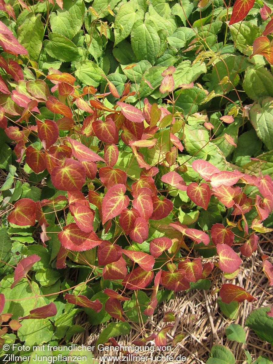 Elfenblume (Epimedium x rubrum)