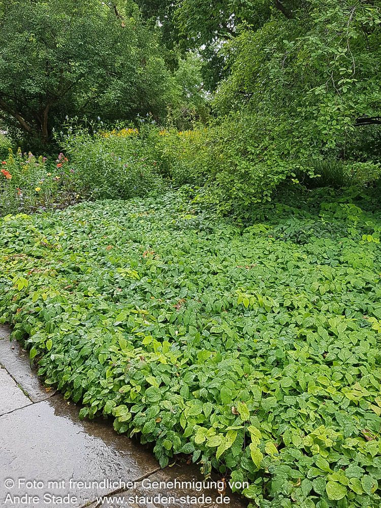 Elfenblume (Epimedium x rubrum)