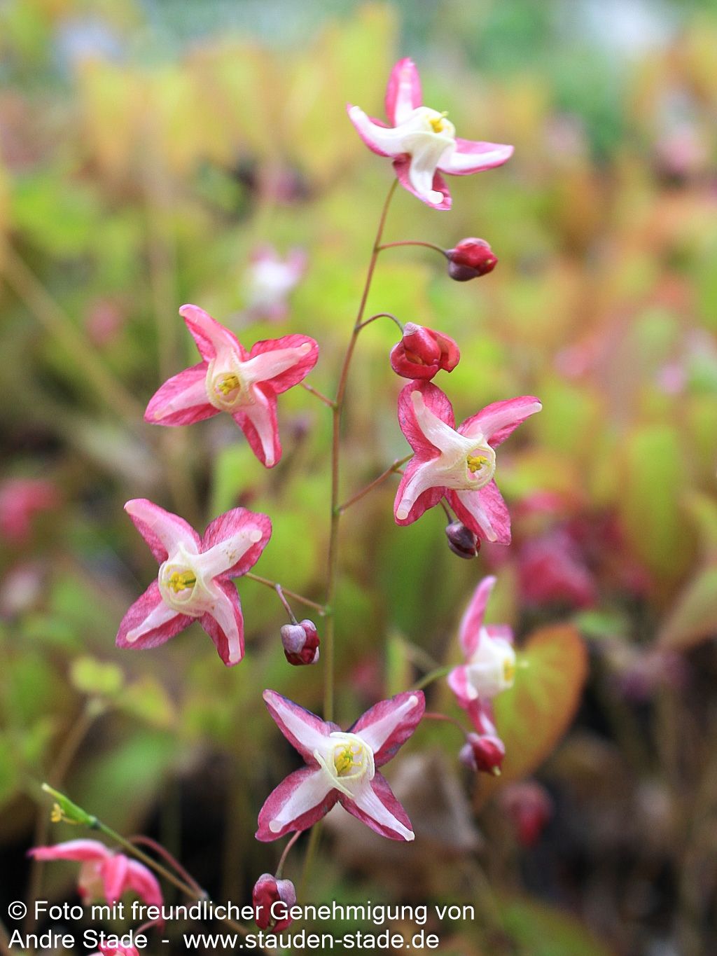 Elfenblume (Epimedium x rubrum)
