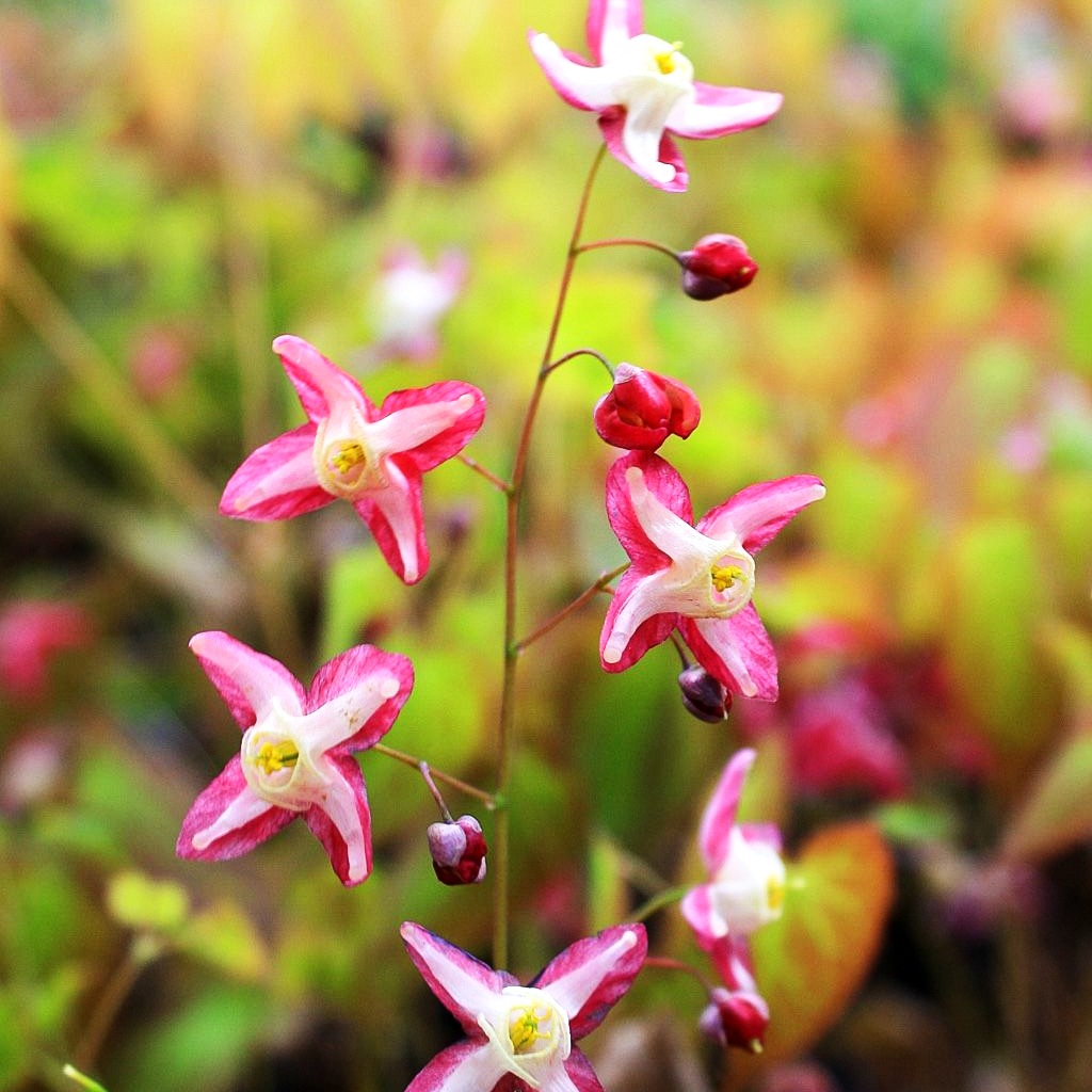 Elfenblume (Epimedium x rubrum)